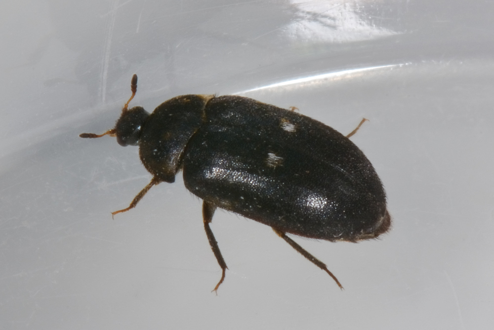 Attagenus pellio? S. Dermestidae